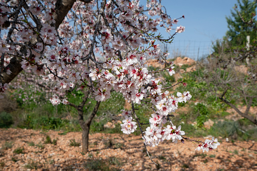 Almond branch with flowers. Many of the disclosed gentle spring. High quality photo
