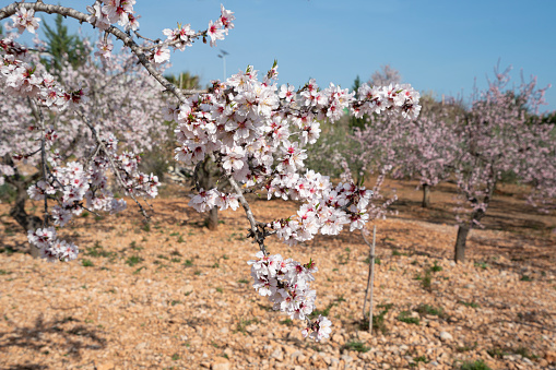 Pink blossoming almond twigs on blue sky background. . High quality photo