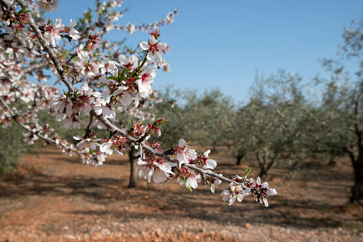 Almond branch with flowers. Many of the disclosed gentle spring. High quality photo