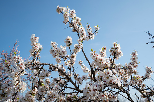 Flowering Almonds Against The Sky. High quality photo
