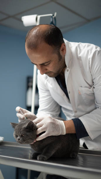 istock Veterinarian man vaccinating pet 1425257509