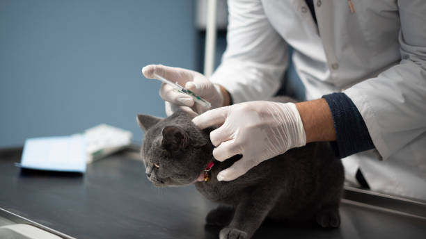 istock Veterinarian who routinely checks the pet 1425257647
