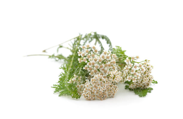 istock Beautiful yarrow flowers. 1425258009