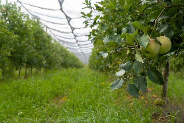 istock Granny Smith apple crop. Malus domestica. organic apples 1425259347