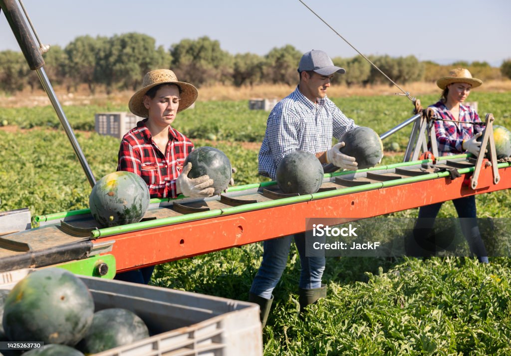 Line Loading Watermelons Workers Picking Ripe Watermelons Using Harvesting Machine Stock Photo ...