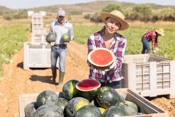 istock Woman posing in field with watermelons crop 1425263827