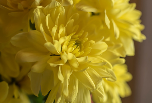 macrophotography of the yellow petals of a chrysanthemum blossom in a bouquet