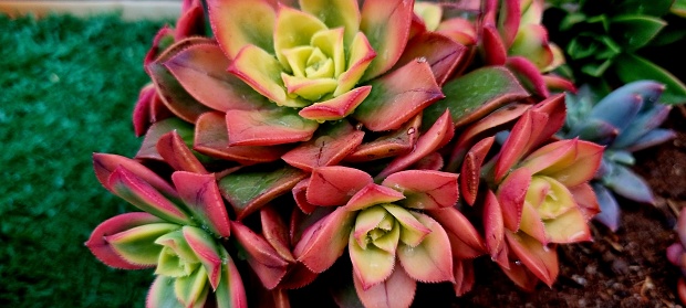 Photo of colorful succulents
