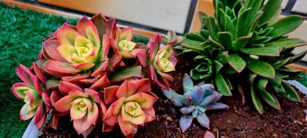 multi-colored succulents Beautiful colorful succulents echeveria stock pictures, royalty-free photos & images