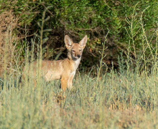 istock Coyote Pup at Sunset 1425265138