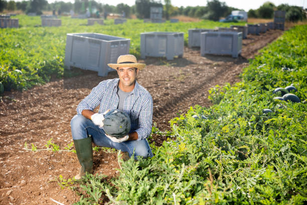 istock Male worker gathering ripe watermelons in field 1425265689