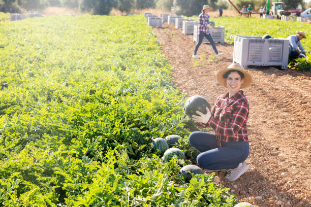 istock Woman harvesting watermelons on fruit farm 1425265696