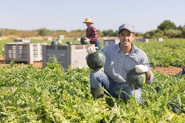 istock Male worker gathering ripe watermelons in field 1425265797