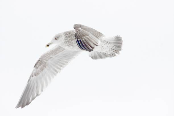 istock Close up on sea bird in winter 1425265832