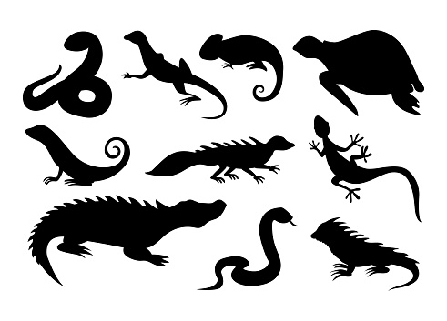 Wild reptile silhouette. Tropical reptiles turtle, chameleon and tortoise. Lizard and crocodile or alligator, snake and iguana, amphibians black icons. Vector isolated on white background collection