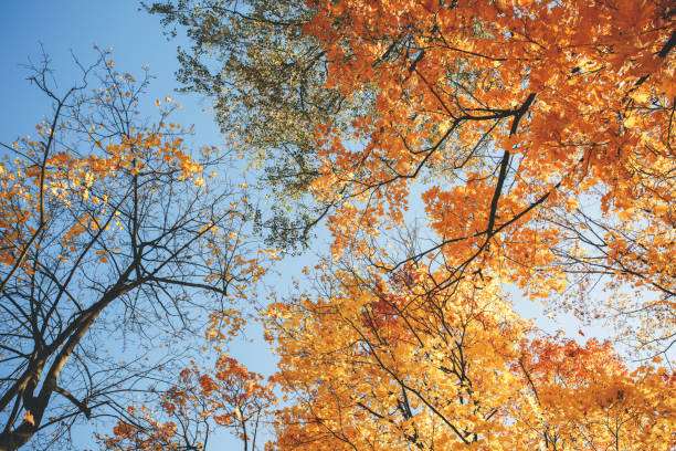 istock Golden leaves on a tree against a blue sky. Autumn concept 1425266733