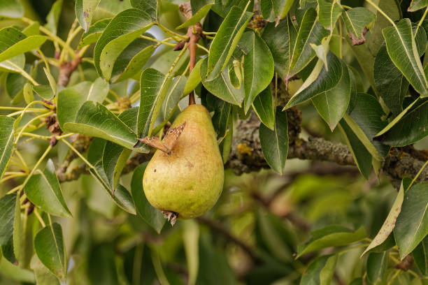 istock Butterfly on a ripening pear. 1425266903