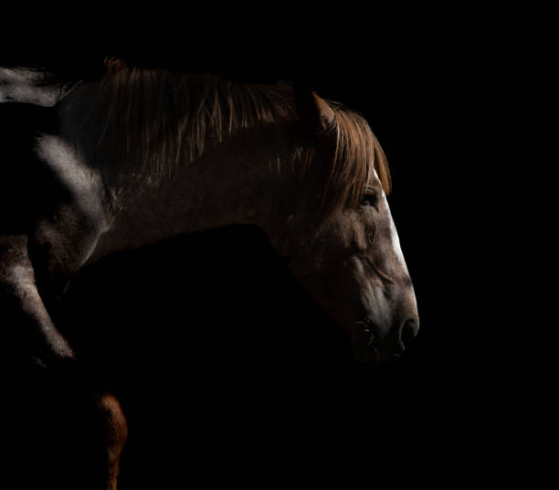 istock Salt River Wild Mustang at Sunset 1425268822