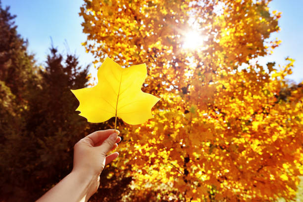 istock Yellow leaf in a hand against autumn tree 1425269313
