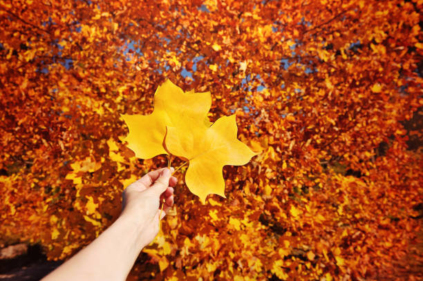 istock Tuliptree leafs in a hand against autumn tree background 1425269380