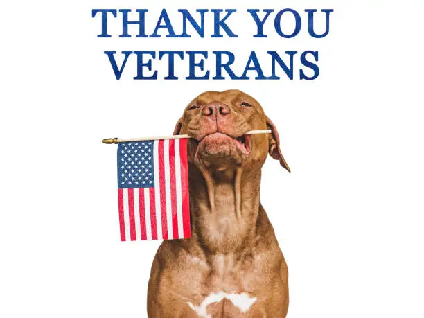 Photo of Thank You Veterans. Brown puppy and American Flag