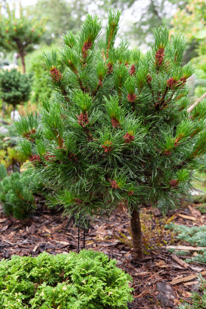 istock Little size Pinus Mughus mugo, known as bog pine, creeping pine, 1425269561