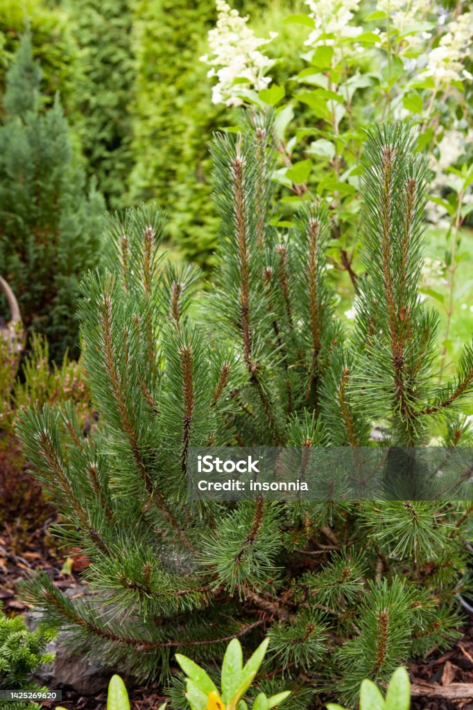 Pine evergreen tree growing in a stone garden in Northern Europe, summer season. Selective focus Beauty Stock Photo