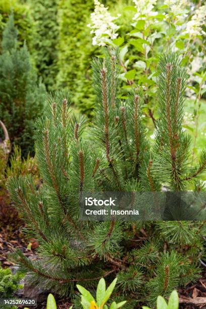 Pine Evergreen Tree Growing In A Stone Garden Stock Photo - Download Image Now - Beauty, Beauty In Nature, Botany