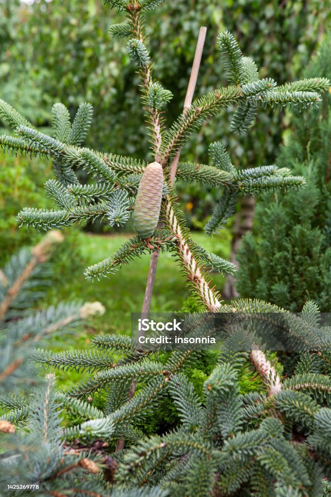 Abies pinsapo, the Spanish fir, is a species of tree in the family Pinaceae, native to southern Spain and northern Morocco but growing on northern collectors garden Botany Stock Photo