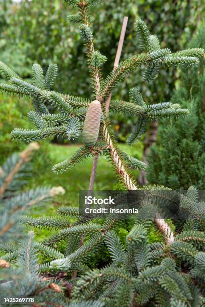 Abies Pinsapo The Spanish Fir Is A Species Of Tree In The Family Pinaceae Native To Southern Spain Stock Photo - Download Image Now