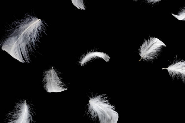 istock White feather isolated on a black background. 1425269927