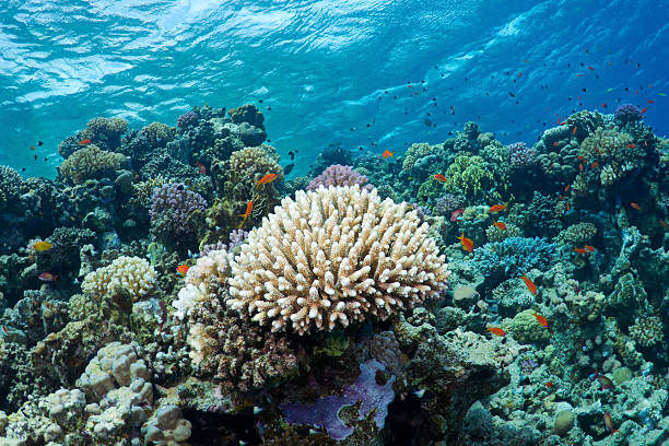 istock Coral and fishes 142527121