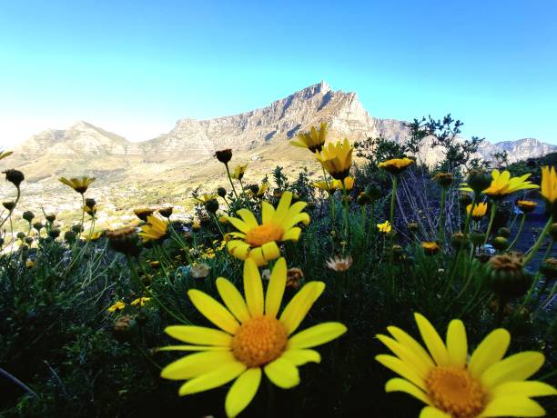 istock Spring time in Cape Town with a Table Mountain view 1425272207