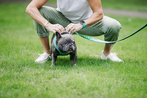 A two year old gray Frenchie that lost an eye due to infection.  A sweet, fun pup that’s ready to play.  Shot in outdoor park setting in Beaverton, Oregon.  Her owner, a mid-adult Caucasian woman puts on a harness leash to walk her on.