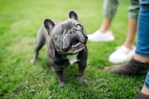 A two year old gray Frenchie that lost an eye due to infection.  A sweet, fun pup that’s ready to play.  Shot in outdoor park setting in Beaverton, Oregon.