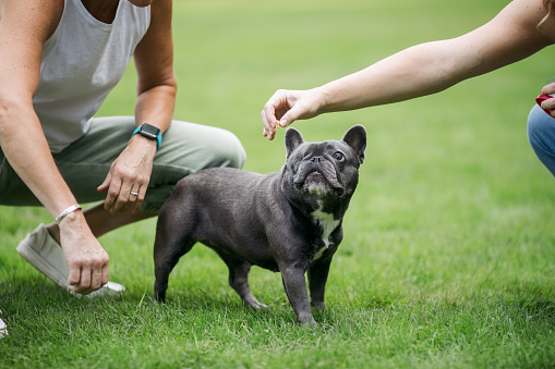 A two year old gray Frenchie that lost an eye due to infection learns obedience training, receiving tasty treats to reward her success.  A sweet, fun pup that’s ready to play.  Shot in outdoor park setting in Beaverton, Oregon.