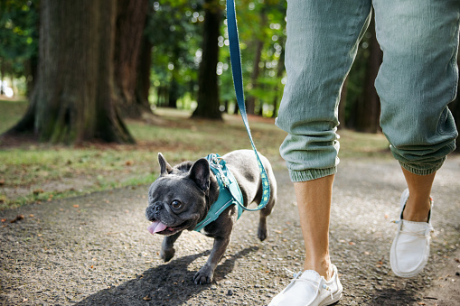 A two year old gray Frenchie that lost an eye due to infection.  A sweet, fun pup that’s ready to play.  Her owner, a mid-adult Caucasian woman takes her for a walk.  Shot in outdoor park setting in Beaverton, Oregon.