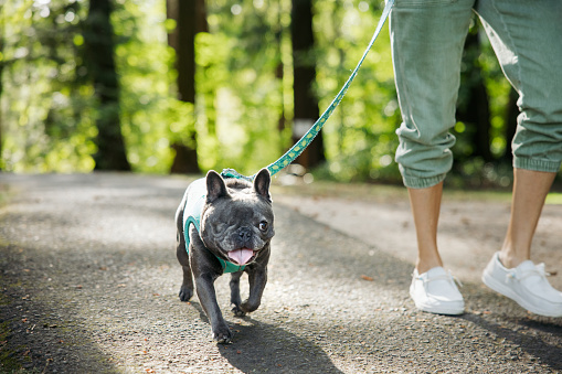 A two year old gray Frenchie that lost an eye due to infection.  A sweet, fun pup that’s ready to play.  Her owner, a mid-adult Caucasian woman takes her for a walk.  Shot in outdoor park setting in Beaverton, Oregon.