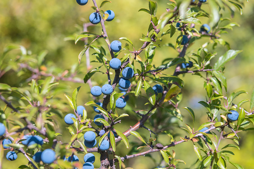 A close up photo of wild blueberries ready to be picked at a farm.
