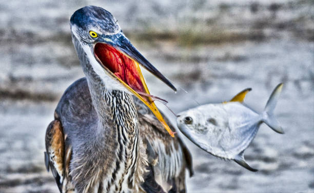 istock Great Blue Heron & Fish,Lovers Key State Park, Florida 1425277581