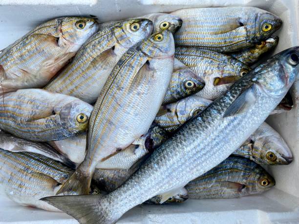 istock Sea food market 1425279799