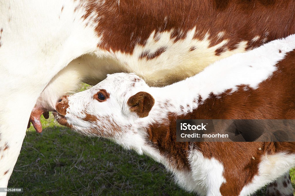 Veau brun et blanc lait - Photo de Agriculture libre de droits