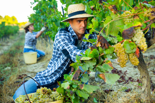 istock Man proffesional winemaker during harvesting of grape in vineyard 1425281189