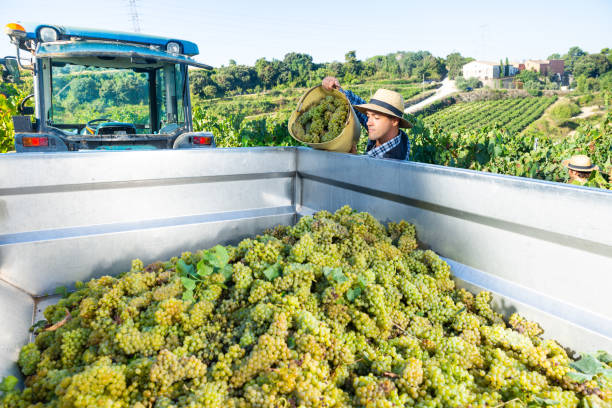 istock Man loading truck with ripe grapes in vineyard 1425281413