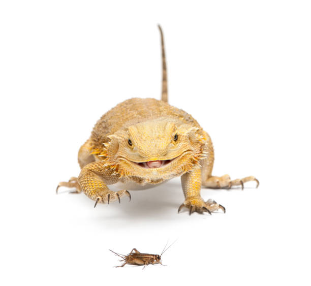 istock Bearded Dragon chasing a cricket upon white background 142528266