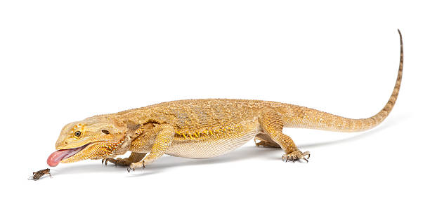 istock Central Bearded Dragon, Pogona vitticeps, chasing a cricket 142528274