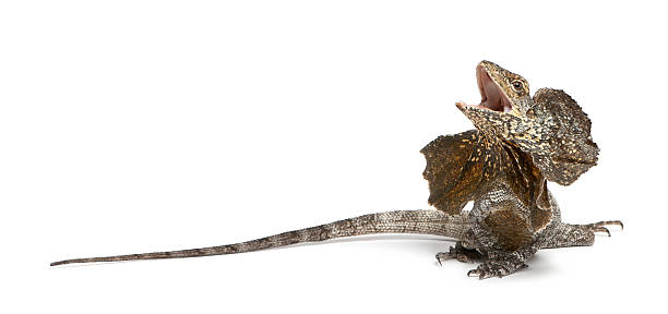 istock Frill-necked lizard, Chlamydosaurus kingii 142528276