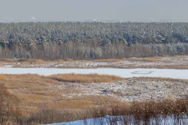 winterfrostlandschaft am horizont. wunderschöne natur im januar. wald und gefrorener fluss seversky donets. - belgorod stock-fotos und bilder
