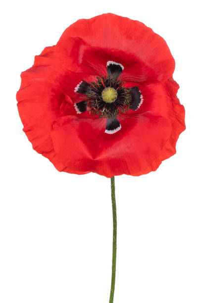 istock poppy flower isolated 1425284910