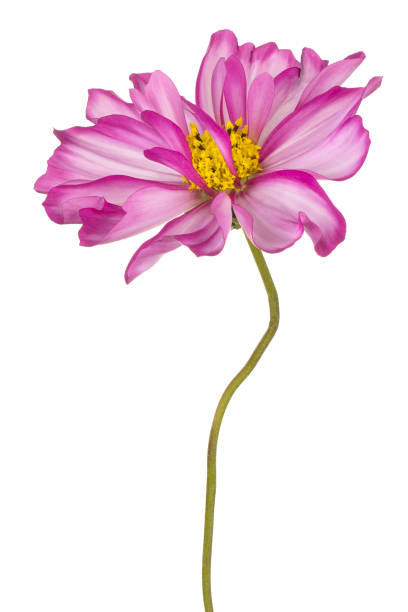 cosmos flower isolated Studio Shot of Magenta Colored Cosmos Flower Isolated on White Background. Large Depth of Field (DOF). Macro. Close-up. deep focus stock pictures, royalty-free photos & images